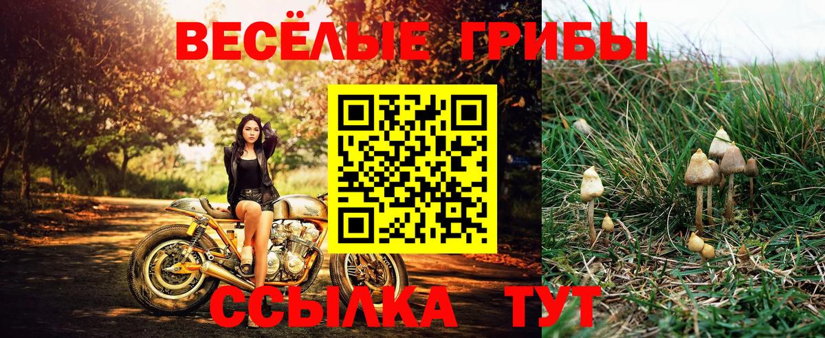 Псилоцибиновые грибы мицелий Лесной